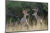 White-tailed Deer bucks in early autumn-Larry Ditto-Mounted Premium Photographic Print