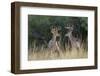 White-tailed Deer bucks in early autumn-Larry Ditto-Framed Photographic Print