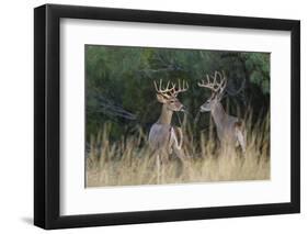 White-tailed Deer bucks in early autumn-Larry Ditto-Framed Photographic Print