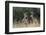 White-tailed Deer bucks in early autumn-Larry Ditto-Framed Photographic Print