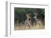 White-tailed Deer bucks in early autumn-Larry Ditto-Framed Photographic Print