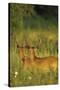 White-Tailed Deer Bucks in Velvet, Tennessee-Richard and Susan Day-Stretched Canvas
