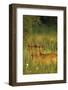 White-Tailed Deer Bucks in Velvet, Tennessee-Richard and Susan Day-Framed Photographic Print