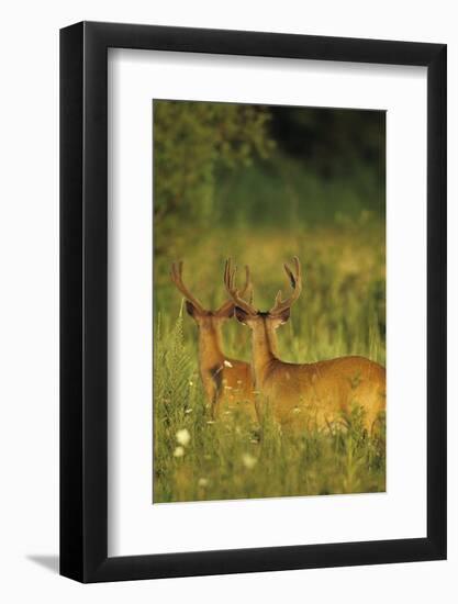 White-Tailed Deer Bucks in Velvet, Tennessee-Richard and Susan Day-Framed Photographic Print