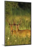 White-Tailed Deer Bucks in Velvet, Tennessee-Richard and Susan Day-Mounted Photographic Print