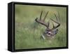 White-Tailed Deer, Choke Canyon State Park, Texas, USA-Rolf Nussbaumer-Framed Stretched Canvas