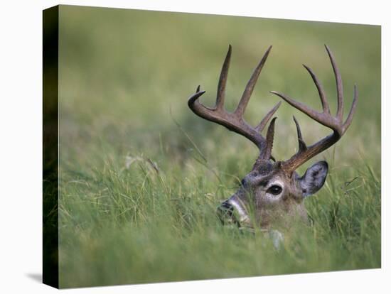 White-Tailed Deer, Choke Canyon State Park, Texas, USA-Rolf Nussbaumer-Stretched Canvas