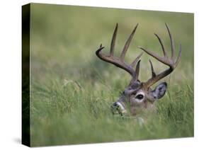 White-Tailed Deer, Choke Canyon State Park, Texas, USA-Rolf Nussbaumer-Stretched Canvas