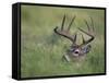 White-Tailed Deer, Choke Canyon State Park, Texas, USA-Rolf Nussbaumer-Framed Stretched Canvas
