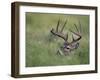 White-Tailed Deer, Choke Canyon State Park, Texas, USA-Rolf Nussbaumer-Framed Photographic Print