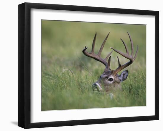 White-Tailed Deer, Choke Canyon State Park, Texas, USA-Rolf Nussbaumer-Framed Photographic Print