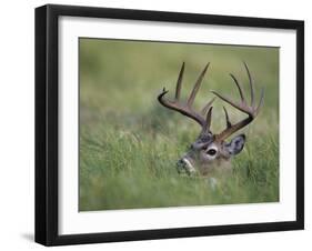 White-Tailed Deer, Choke Canyon State Park, Texas, USA-Rolf Nussbaumer-Framed Photographic Print