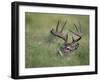 White-Tailed Deer, Choke Canyon State Park, Texas, USA-Rolf Nussbaumer-Framed Photographic Print