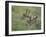White-Tailed Deer, Choke Canyon State Park, Texas, USA-Rolf Nussbaumer-Framed Photographic Print