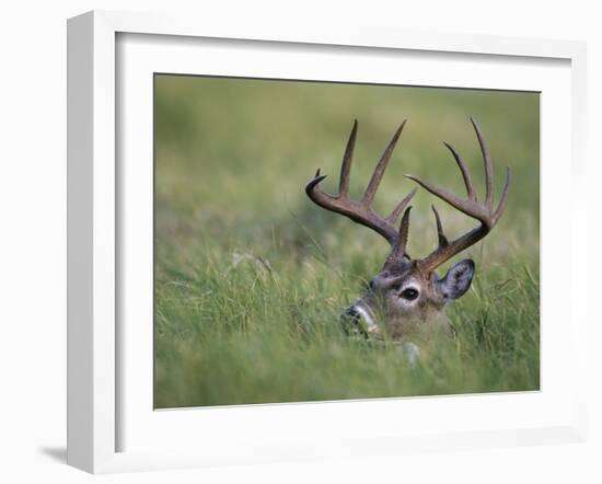 White-Tailed Deer, Choke Canyon State Park, Texas, USA-Rolf Nussbaumer-Framed Photographic Print