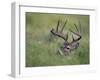 White-Tailed Deer, Choke Canyon State Park, Texas, USA-Rolf Nussbaumer-Framed Photographic Print