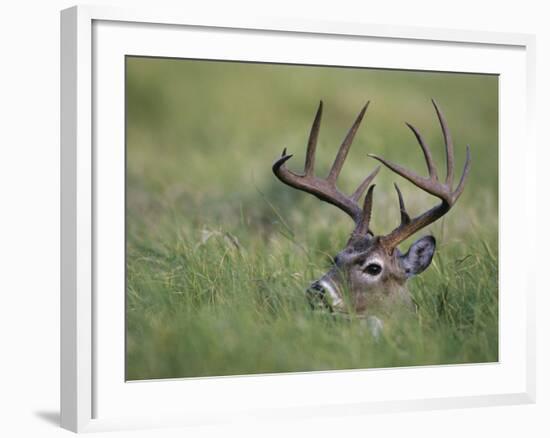 White-Tailed Deer, Choke Canyon State Park, Texas, USA-Rolf Nussbaumer-Framed Photographic Print