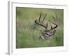 White-Tailed Deer, Choke Canyon State Park, Texas, USA-Rolf Nussbaumer-Framed Photographic Print