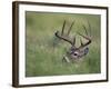 White-Tailed Deer, Choke Canyon State Park, Texas, USA-Rolf Nussbaumer-Framed Photographic Print