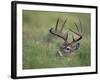 White-Tailed Deer, Choke Canyon State Park, Texas, USA-Rolf Nussbaumer-Framed Photographic Print