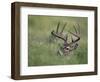 White-Tailed Deer, Choke Canyon State Park, Texas, USA-Rolf Nussbaumer-Framed Photographic Print