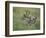 White-Tailed Deer, Choke Canyon State Park, Texas, USA-Rolf Nussbaumer-Framed Photographic Print