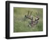 White-Tailed Deer, Choke Canyon State Park, Texas, USA-Rolf Nussbaumer-Framed Photographic Print