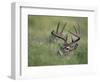 White-Tailed Deer, Choke Canyon State Park, Texas, USA-Rolf Nussbaumer-Framed Photographic Print