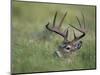 White-Tailed Deer, Choke Canyon State Park, Texas, USA-Rolf Nussbaumer-Mounted Photographic Print