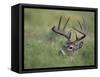 White-Tailed Deer, Choke Canyon State Park, Texas, USA-Rolf Nussbaumer-Framed Stretched Canvas