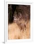 White Tailed Deer, Choke Canyon State Park, Texas-John Alves-Framed Art Print