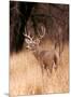 White Tailed Deer, Choke Canyon State Park, Texas-John Alves-Mounted Art Print