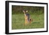 White-tailed Deer (Colinus virginianus) in grassy habitat-Larry Ditto-Framed Photographic Print