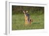 White-tailed Deer (Colinus virginianus) in grassy habitat-Larry Ditto-Framed Photographic Print