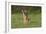 White-tailed Deer (Colinus virginianus) in grassy habitat-Larry Ditto-Framed Photographic Print