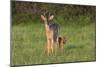 White-tailed Deer (Colinus virginianus) in grassy habitat-Larry Ditto-Mounted Photographic Print