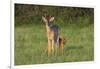 White-tailed Deer (Colinus virginianus) in grassy habitat-Larry Ditto-Framed Photographic Print