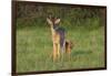 White-tailed Deer (Colinus virginianus) in grassy habitat-Larry Ditto-Framed Photographic Print