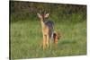 White-tailed Deer (Colinus virginianus) in grassy habitat-Larry Ditto-Stretched Canvas