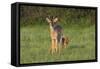 White-tailed Deer (Colinus virginianus) in grassy habitat-Larry Ditto-Framed Stretched Canvas