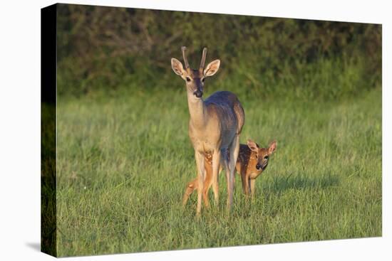 White-tailed Deer (Colinus virginianus) in grassy habitat-Larry Ditto-Stretched Canvas