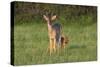 White-tailed Deer (Colinus virginianus) in grassy habitat-Larry Ditto-Stretched Canvas