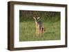 White-tailed Deer (Colinus virginianus) in grassy habitat-Larry Ditto-Framed Photographic Print