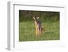 White-tailed Deer (Colinus virginianus) in grassy habitat-Larry Ditto-Framed Photographic Print