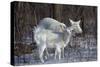 White-Tailed Deer Doe and Fawn, White Color-null-Stretched Canvas