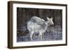 White-Tailed Deer Doe and Fawn, White Color-null-Framed Photographic Print