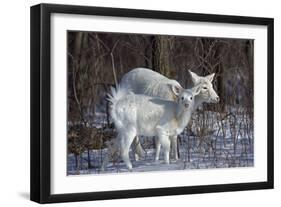 White-Tailed Deer Doe and Fawn, White Color-null-Framed Photographic Print