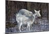 White-Tailed Deer Doe and Fawn, White Color-null-Mounted Photographic Print