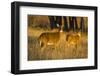 White-Tailed Deer Doe and Fawn-Larry Ditto-Framed Photographic Print