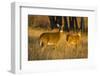 White-Tailed Deer Doe and Fawn-Larry Ditto-Framed Photographic Print